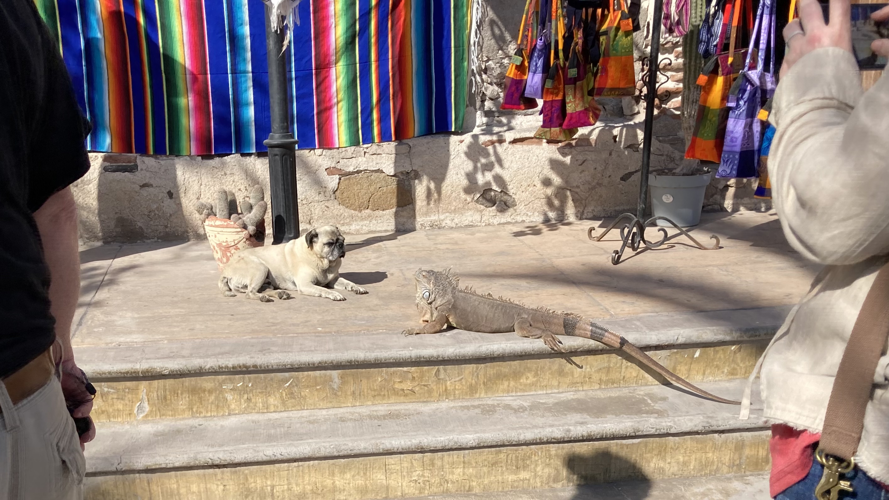 Dog and iguana
