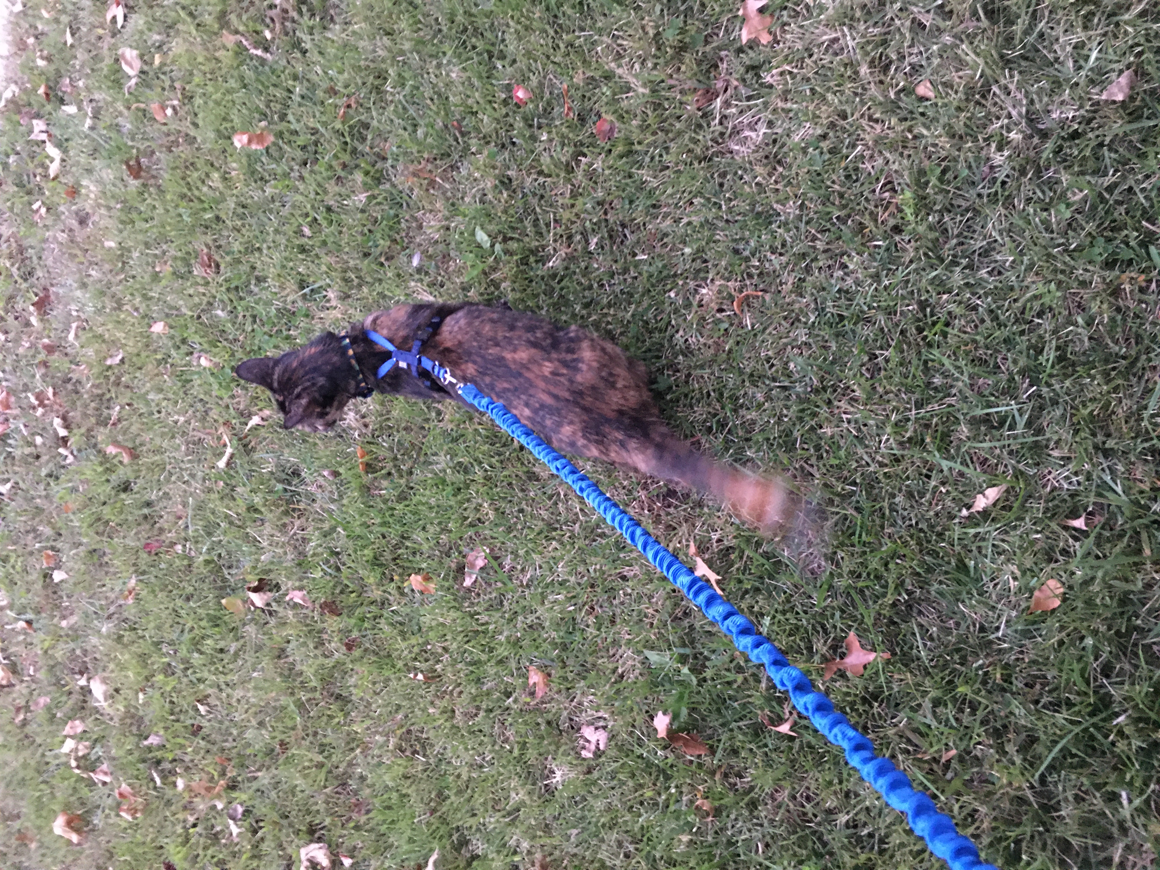 Leashed Callie